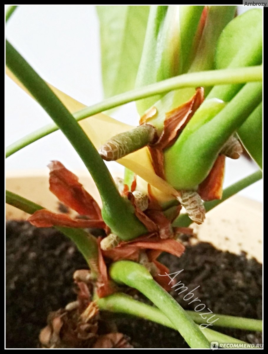 Антуриум корни на поверхности