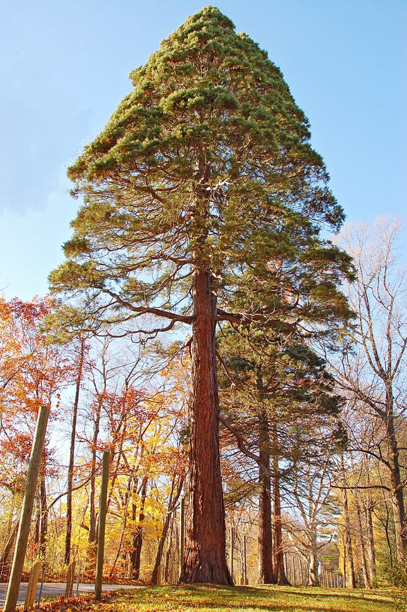 Парк Секвойя Калифорния