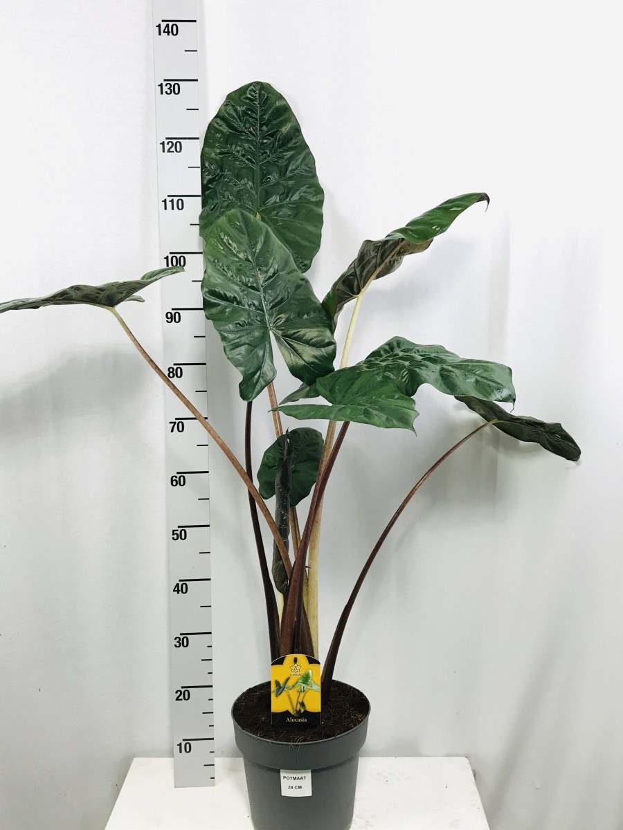 Алоказия Yucatan Princess