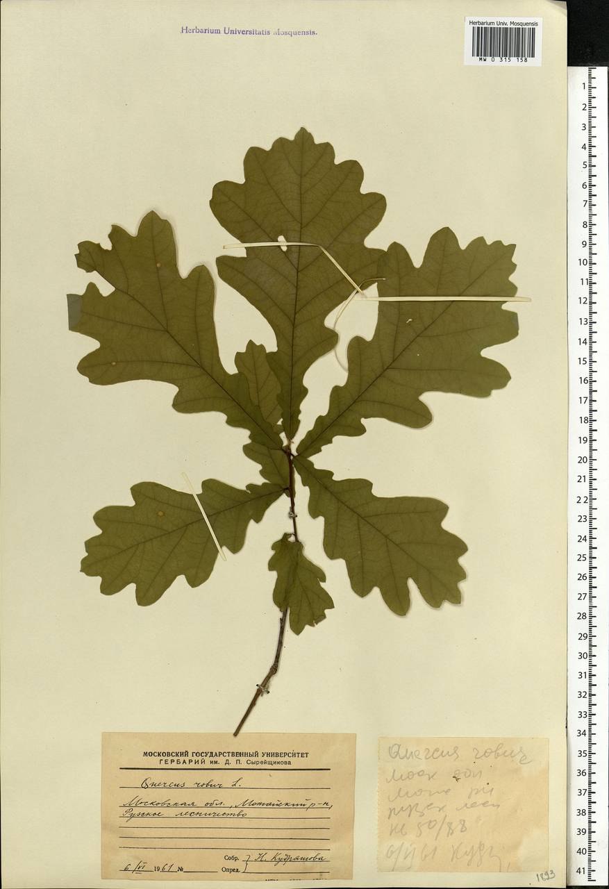 Quercus Robur гербарий