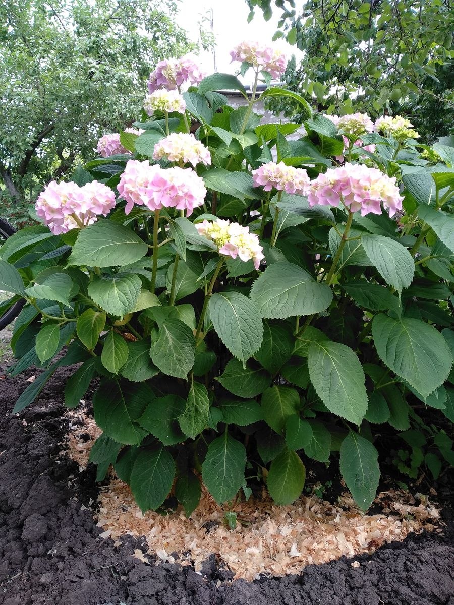 Мульчирование гортензии