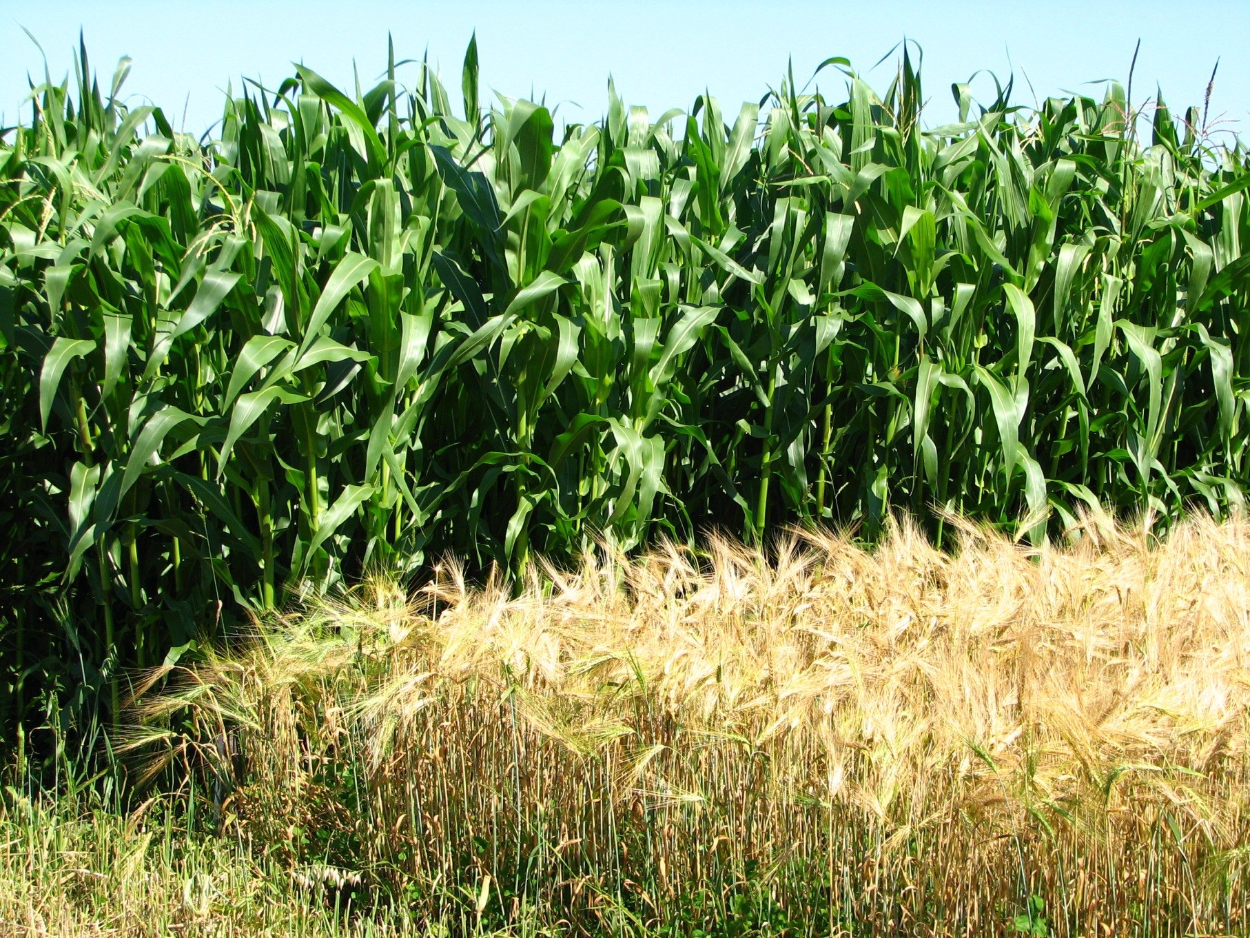 Районы выращивания зернобобовых культур