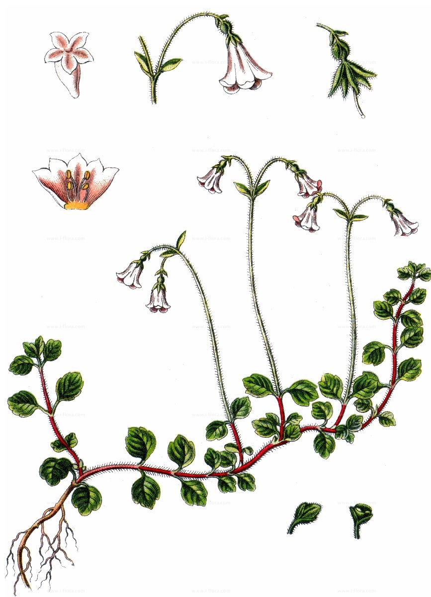 Линнея Северная Linnaea Borealis