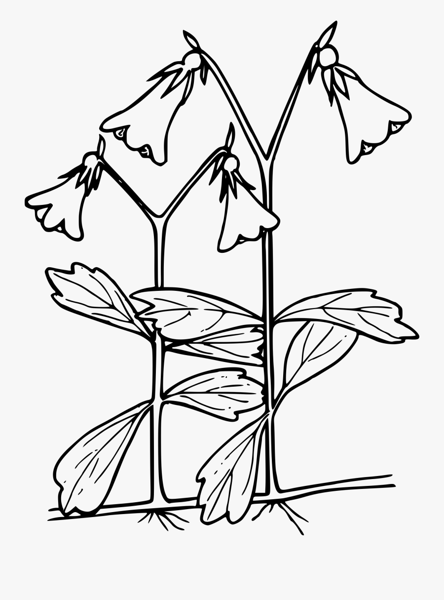 Линнеи Северная в аптеках