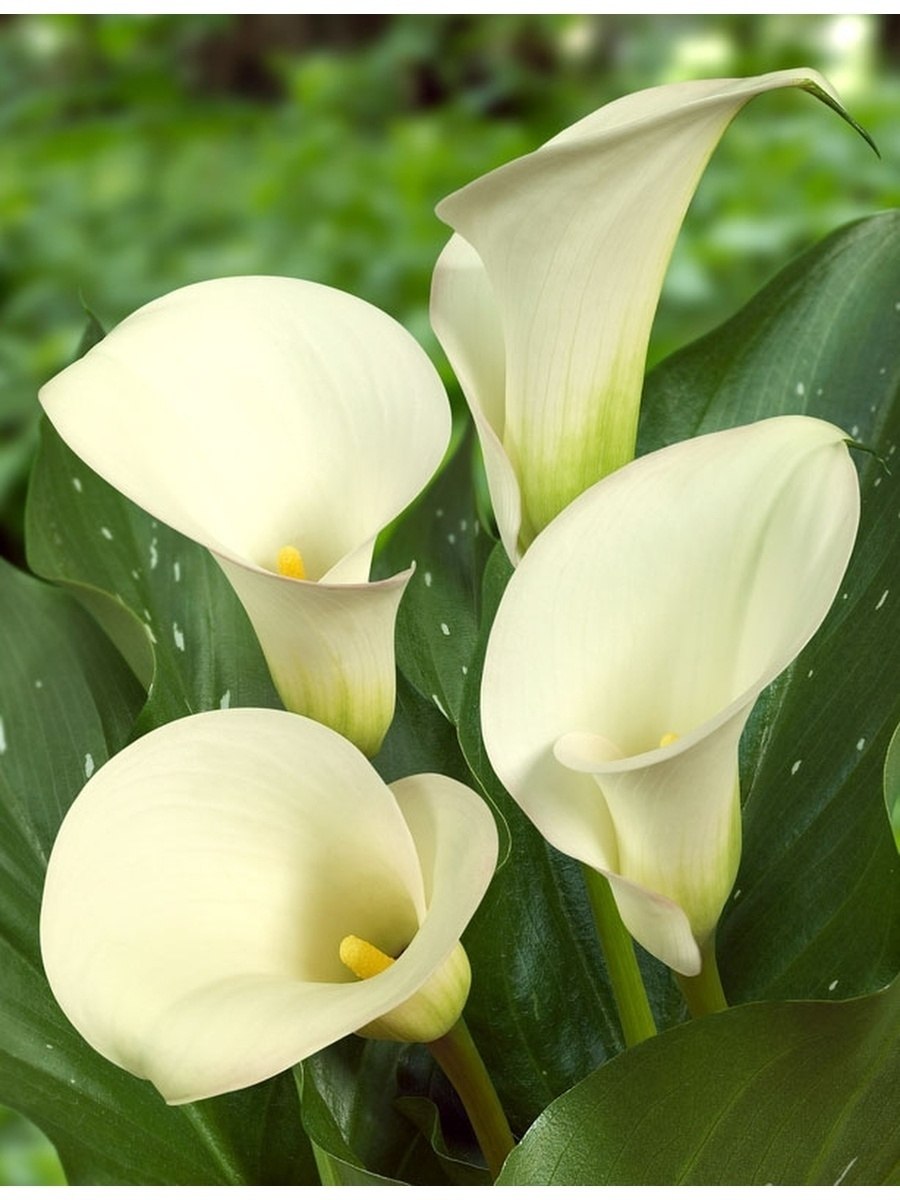 Зантедеския (Калла) (Zantedeschia)