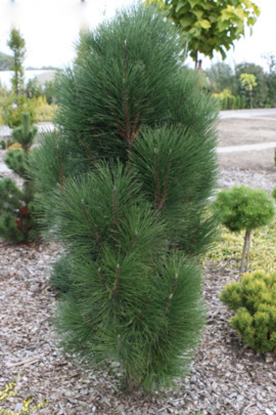 Сосна Нигра Пирамидалис