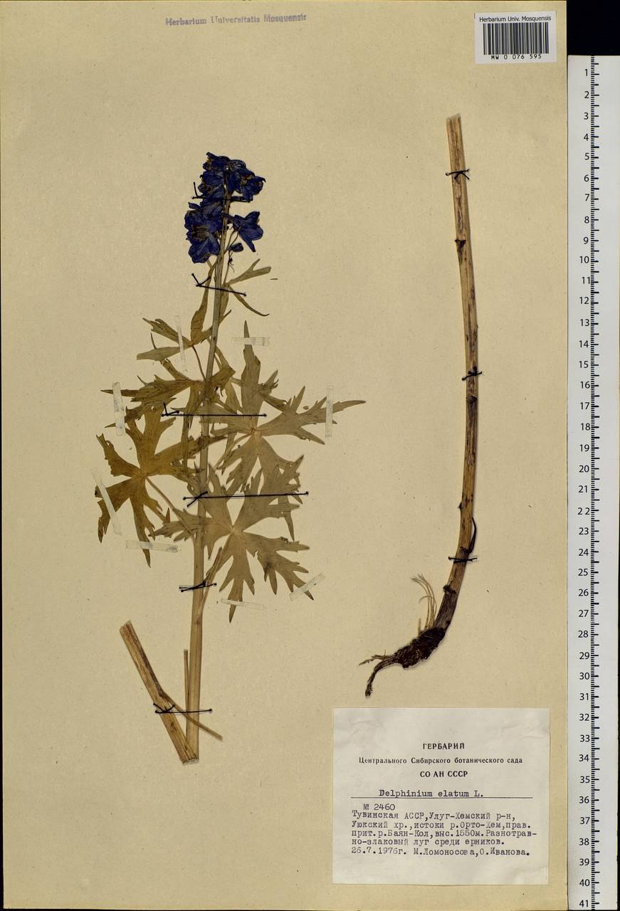 Дельфиниум живокость