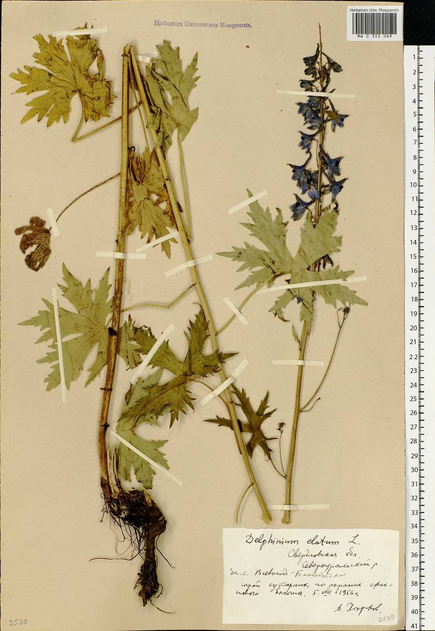 Delphinium elatum гербарий