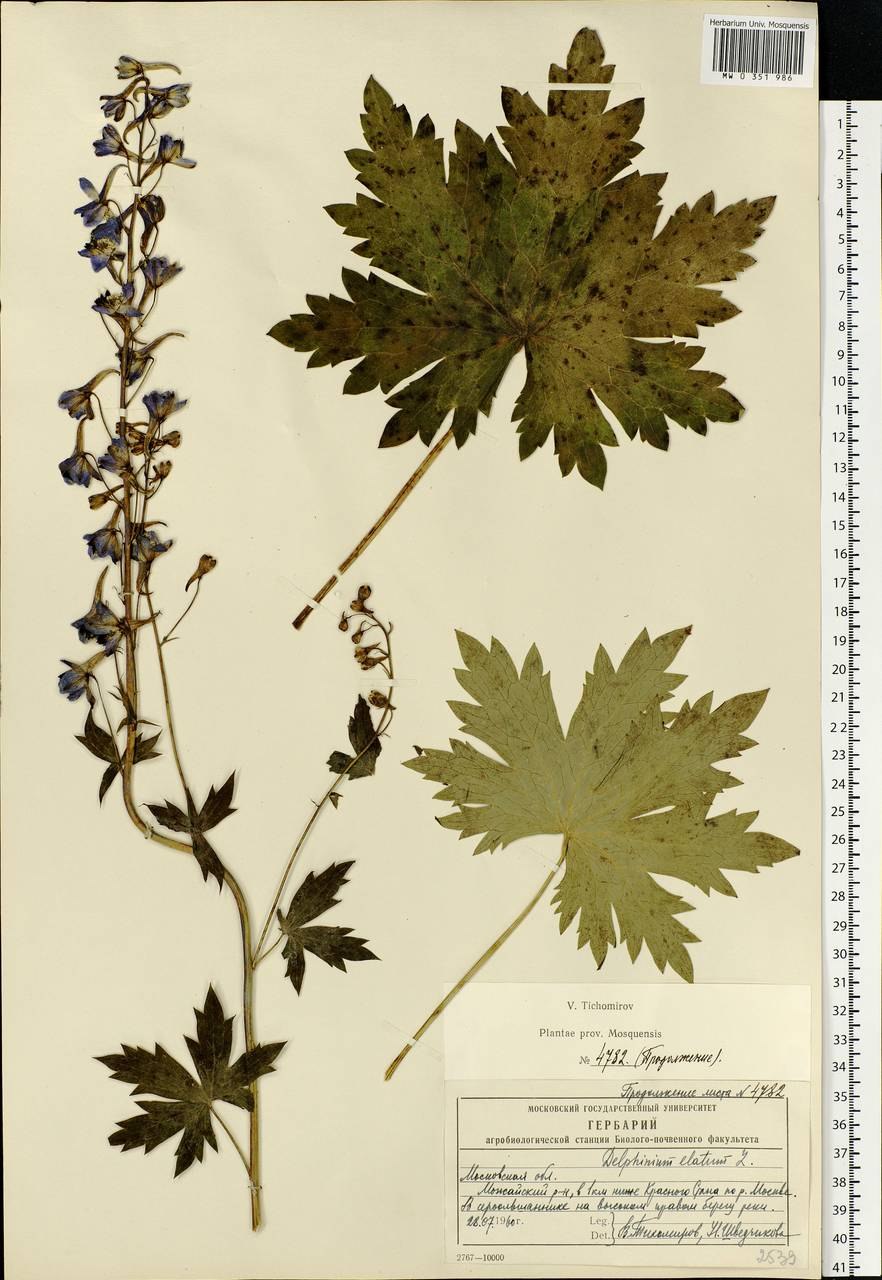 Живокость посевная гербарий