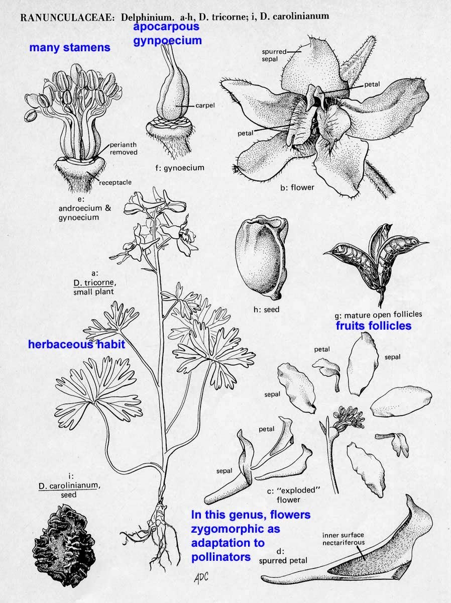 Дельфиниум живокость