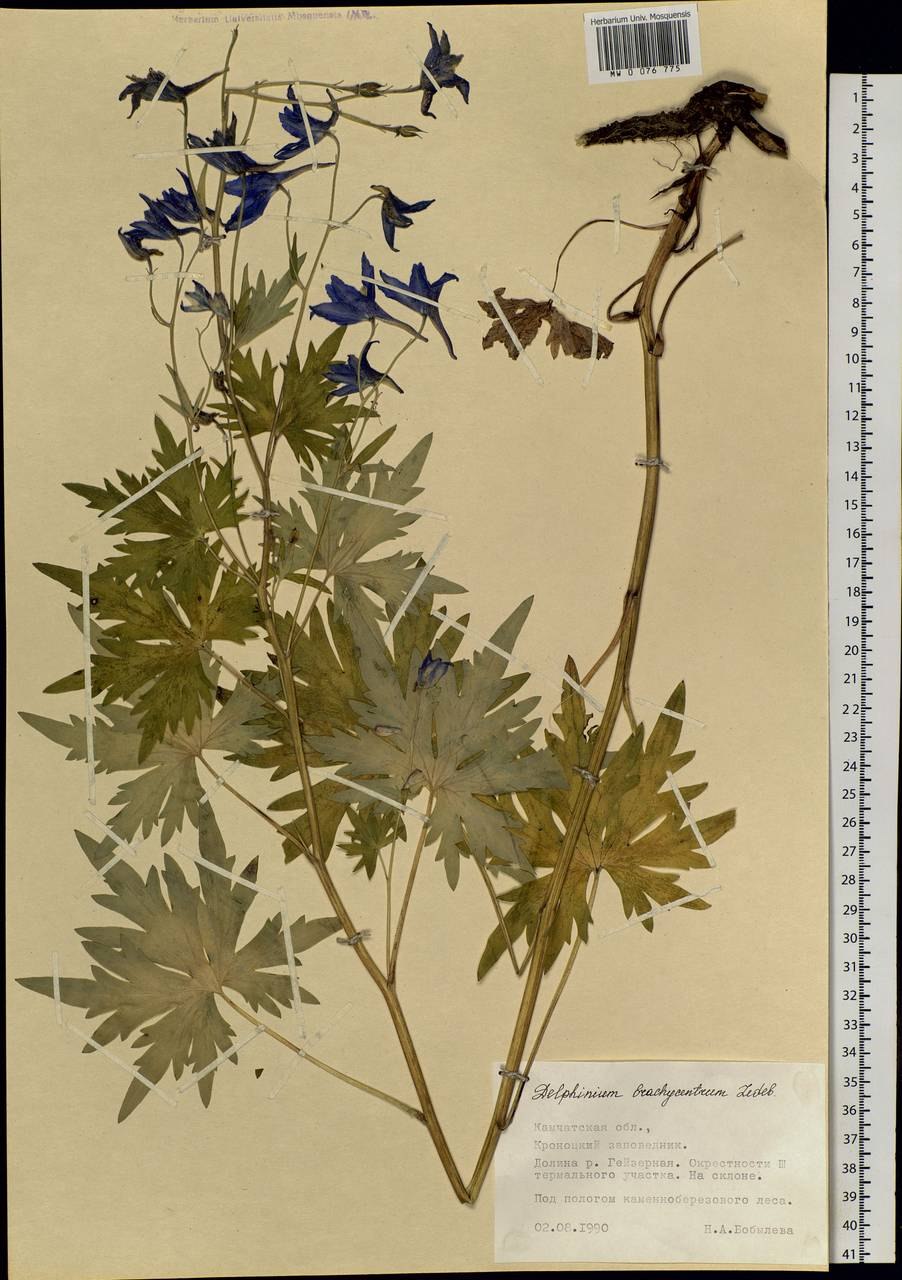 Живокость высокая лист