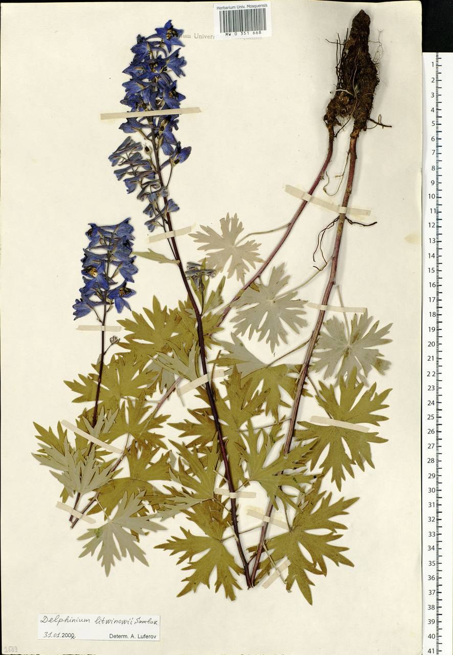 Шпорник дельфиниум