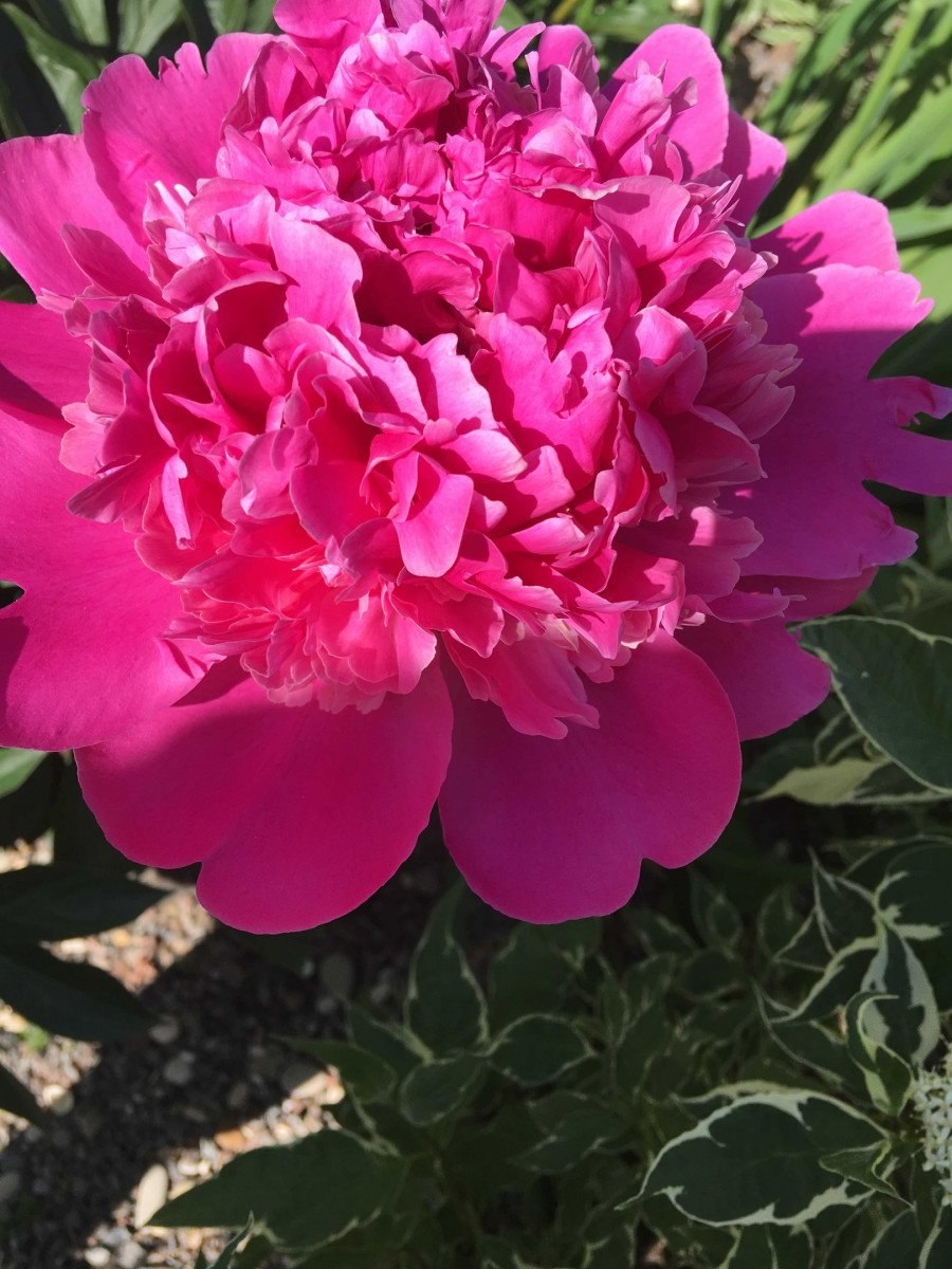 Edulis superba пион