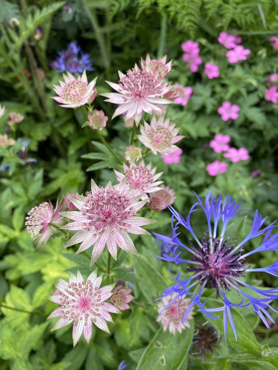 Астранция Руби Веддинг