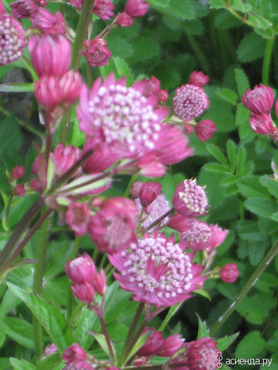 Астранция цветок Мулен Руж