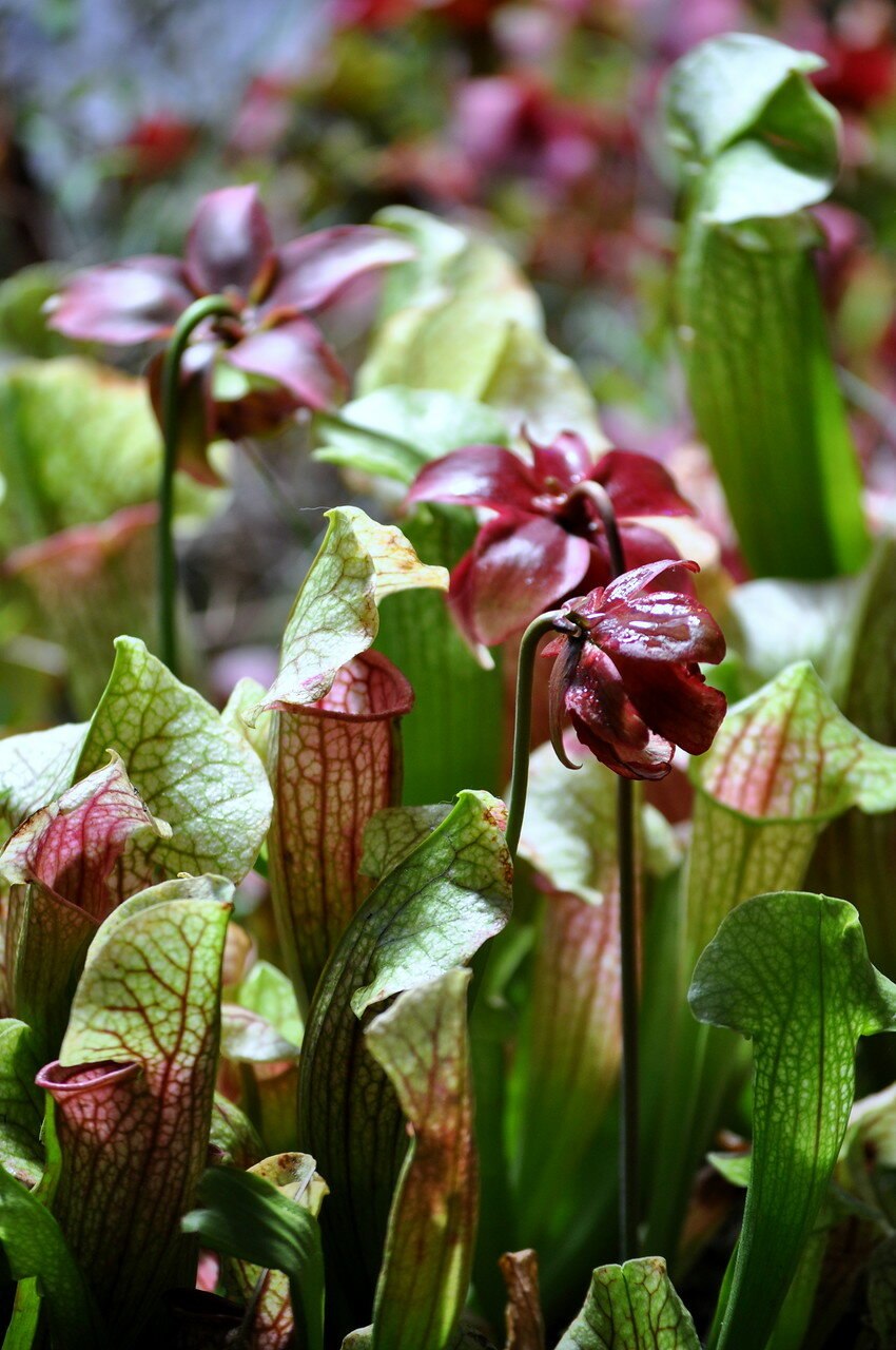 Саррацения Фиона