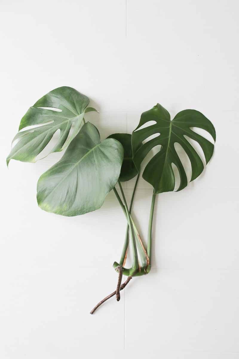 Монстера aureopinnata