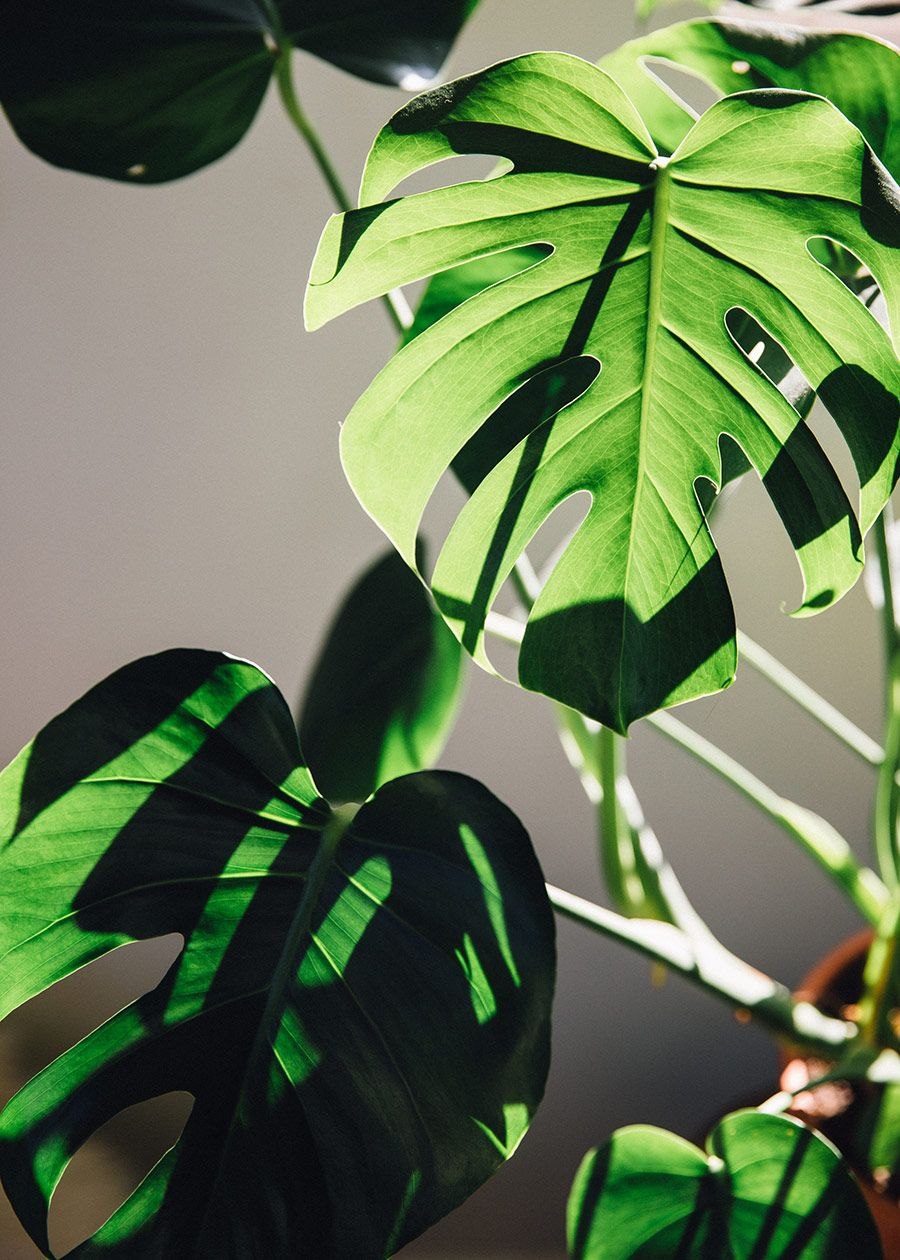 Монстера Сильвер Блю