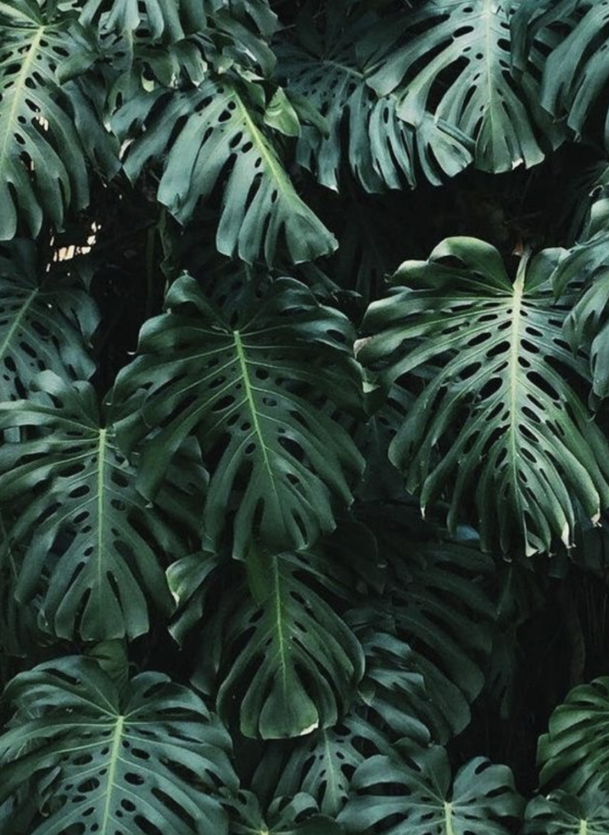 Филодендрон хастатум Сильвер