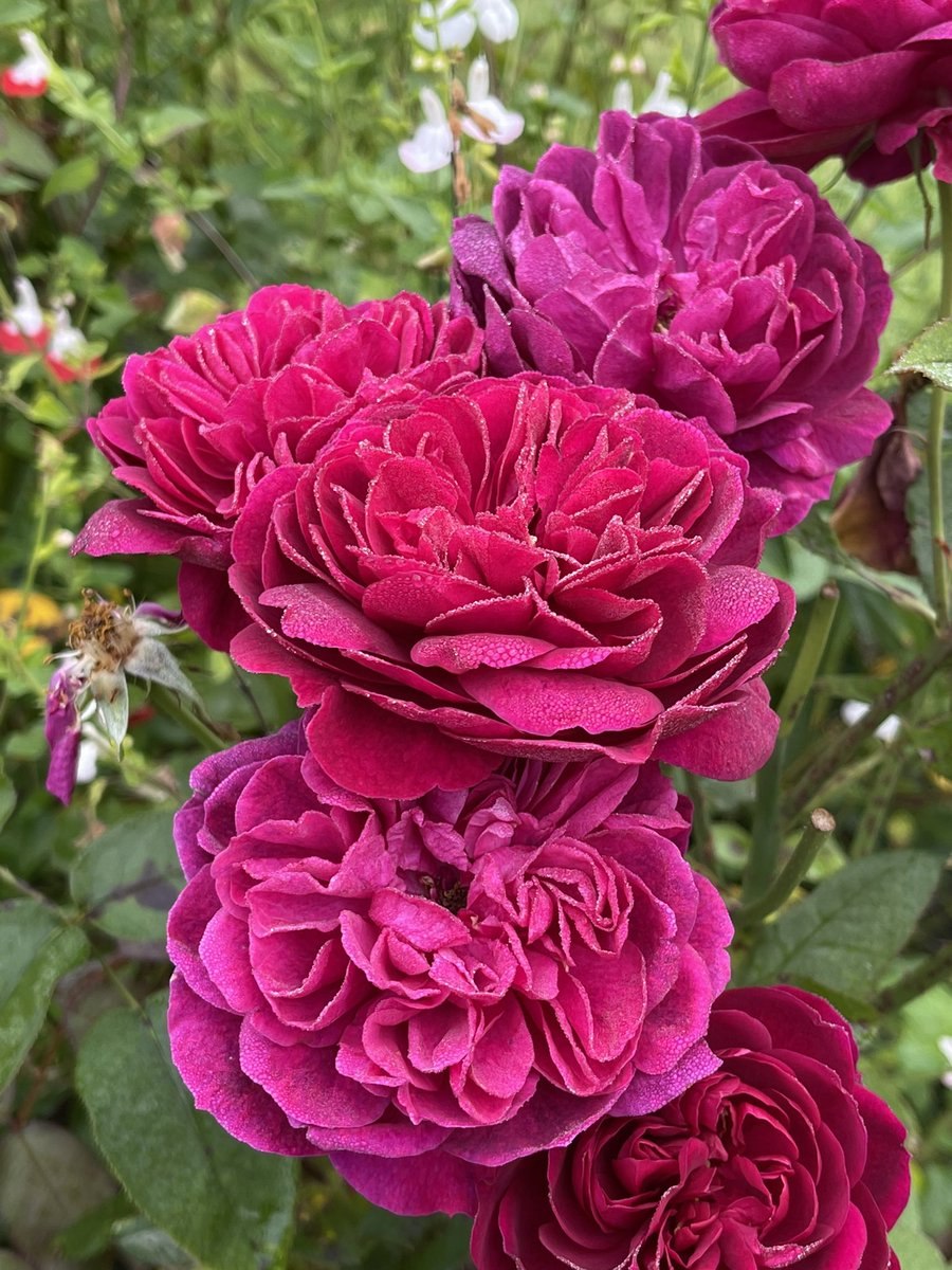 Роза шекспир