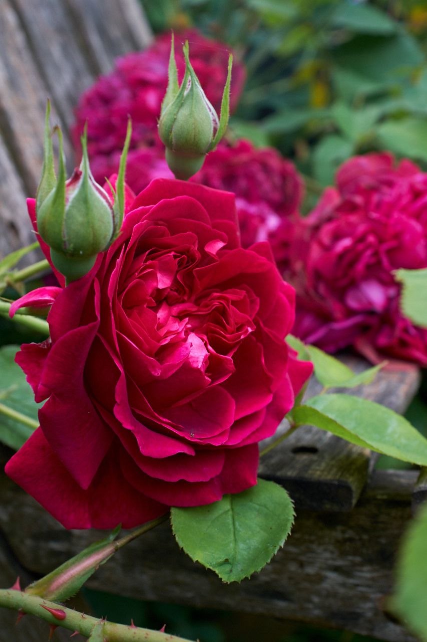 Роза Шекспир 2000