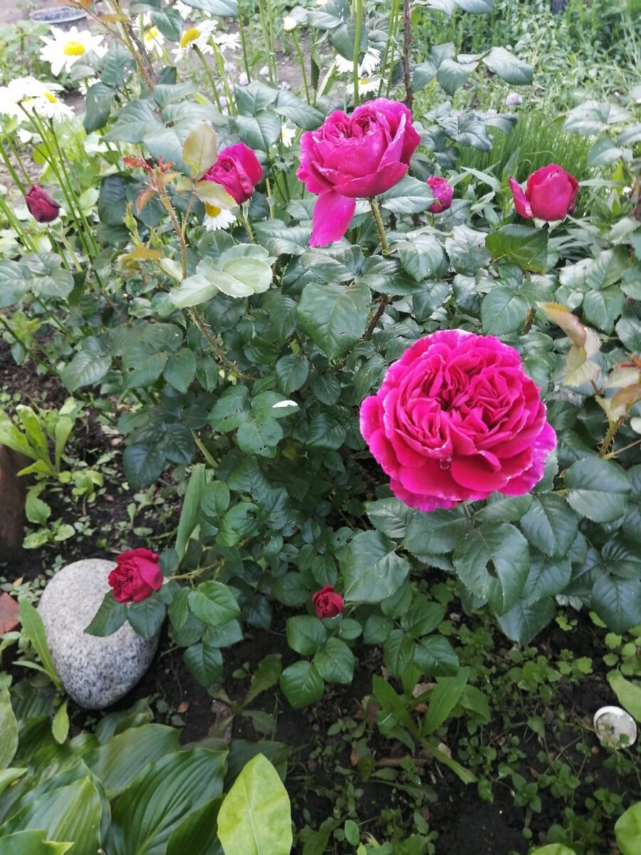 Роза Дэвида Остина Фишерман френд