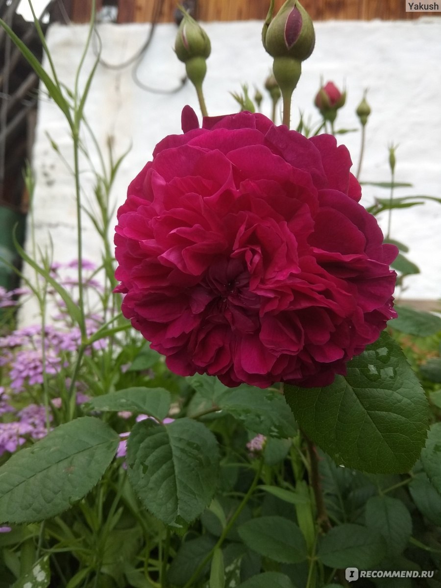 Роза Парковая Уильям Шекспир тёмное бордо