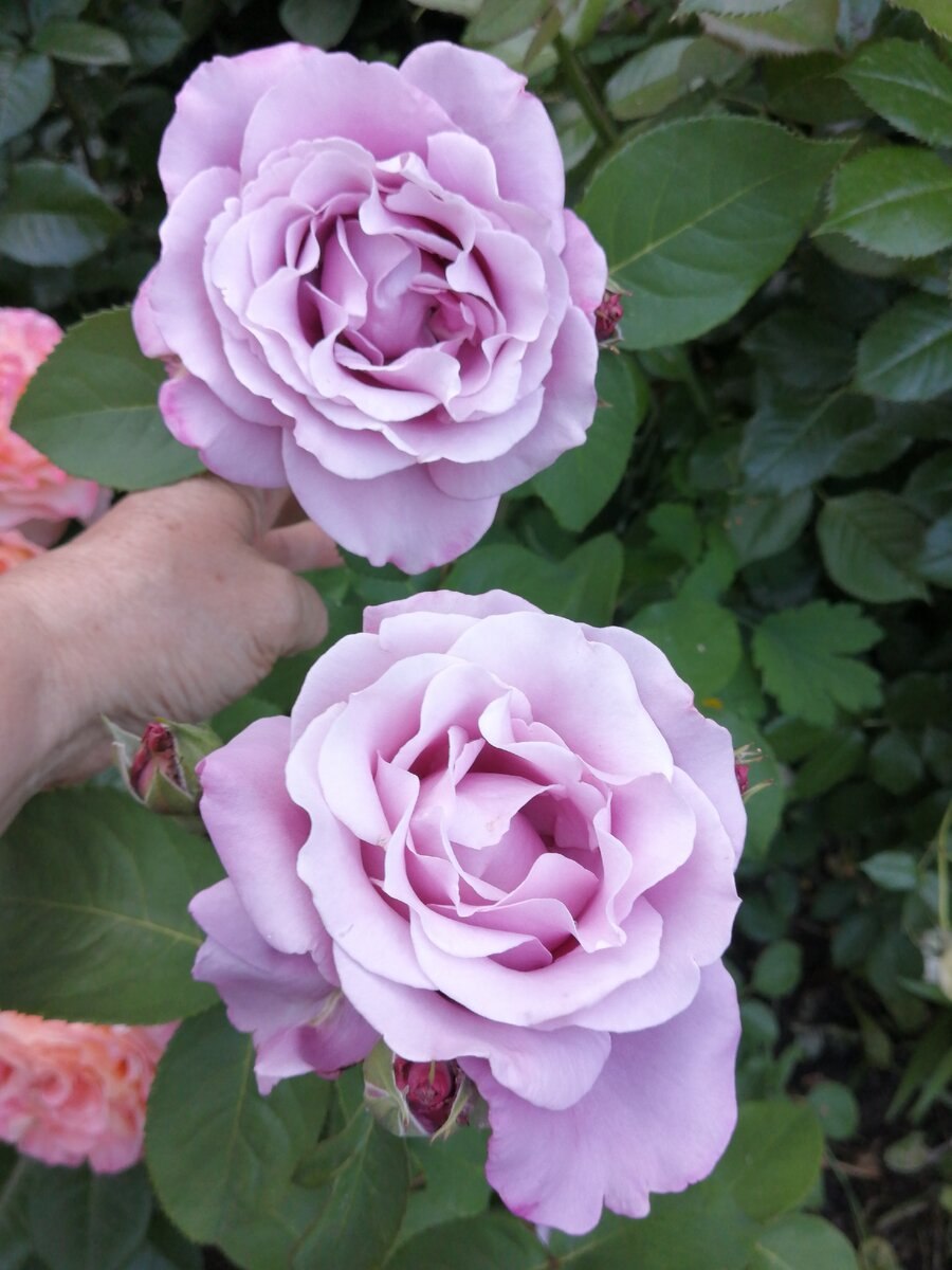 Вильям Шекспир William Shakespeare роза