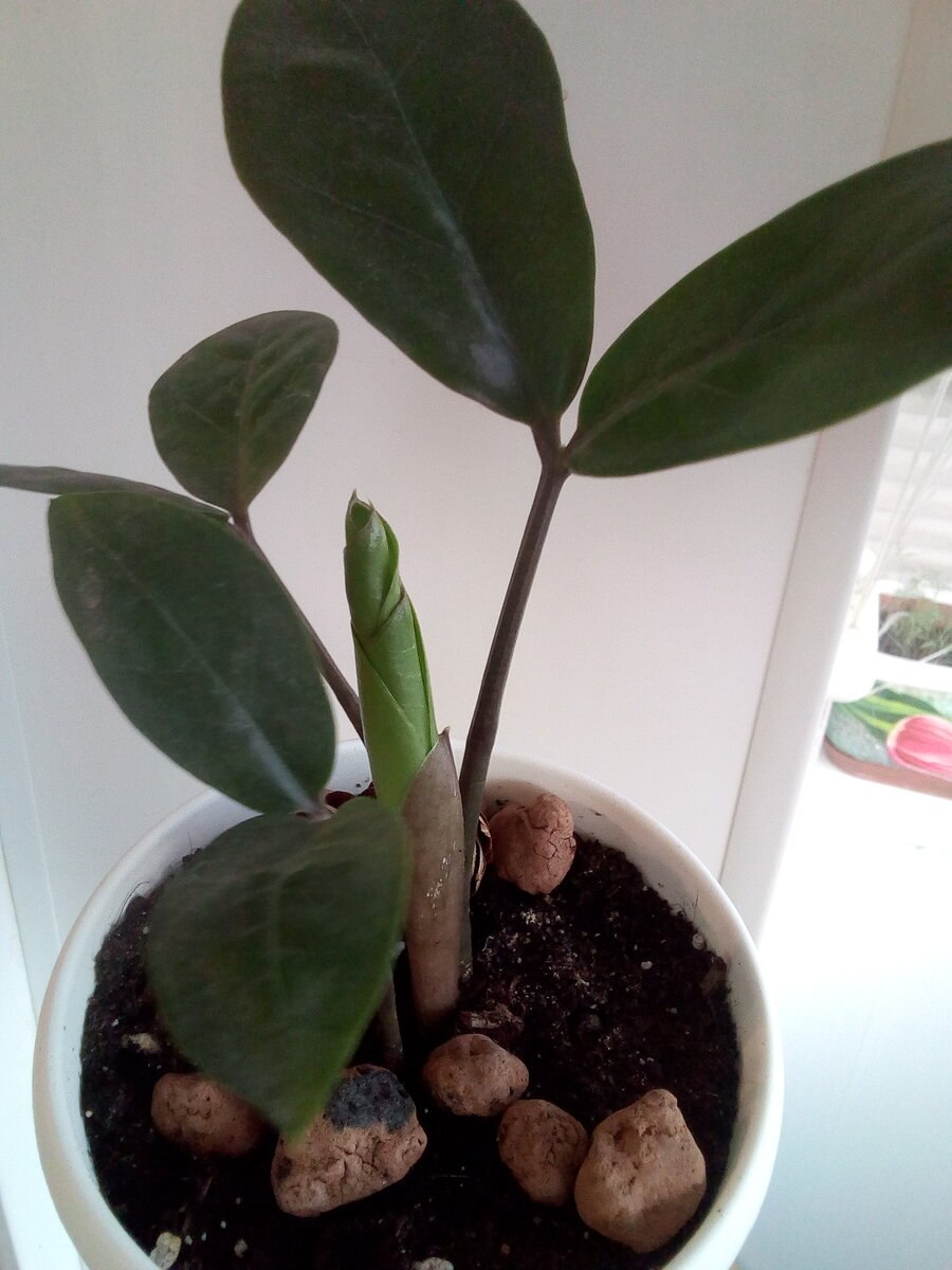 Шеффлера замиокулькас