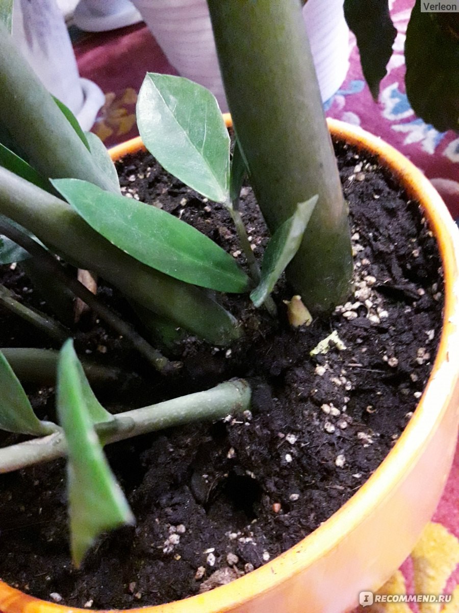 Замиокулькас Жук