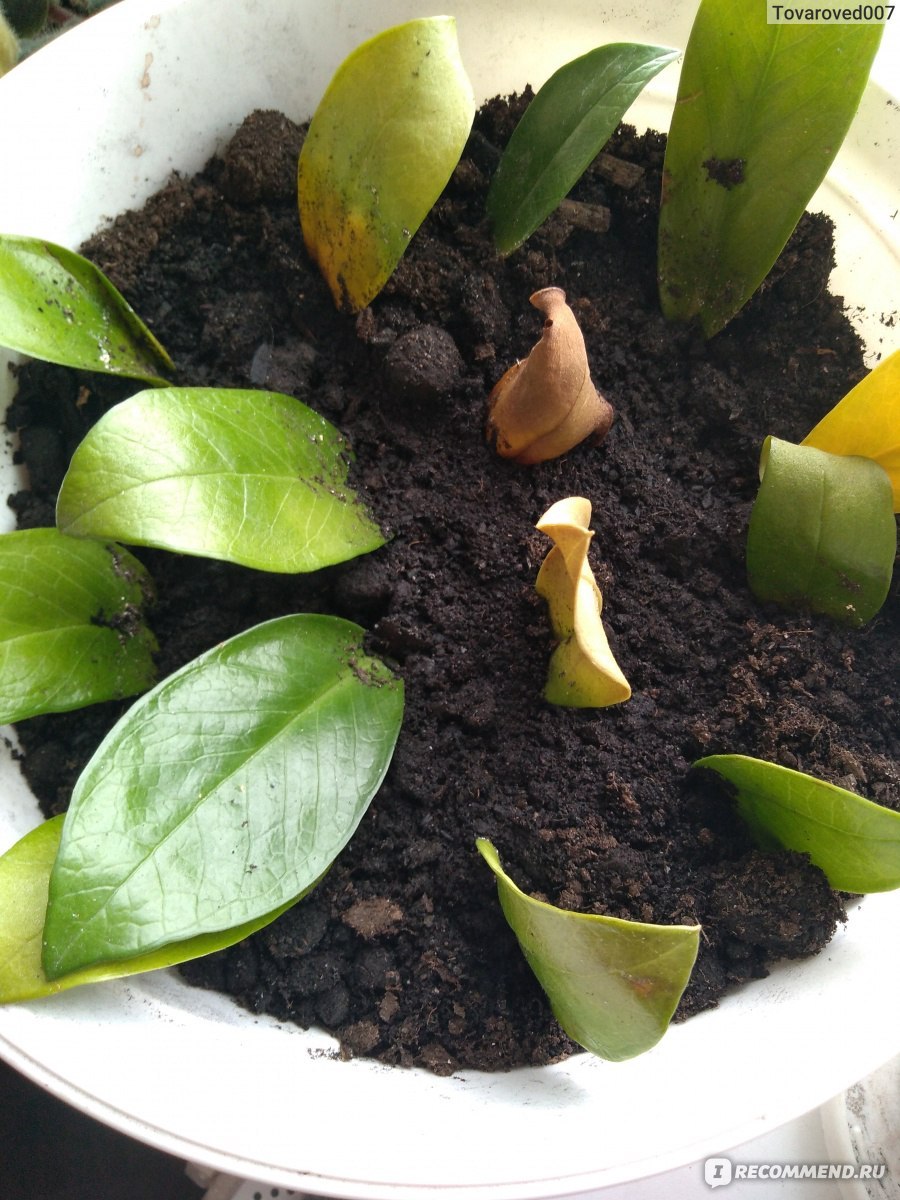 Росток замиокулькаса