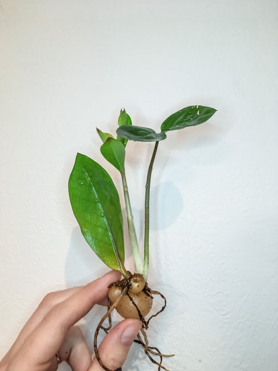 Замиокулькас отросток