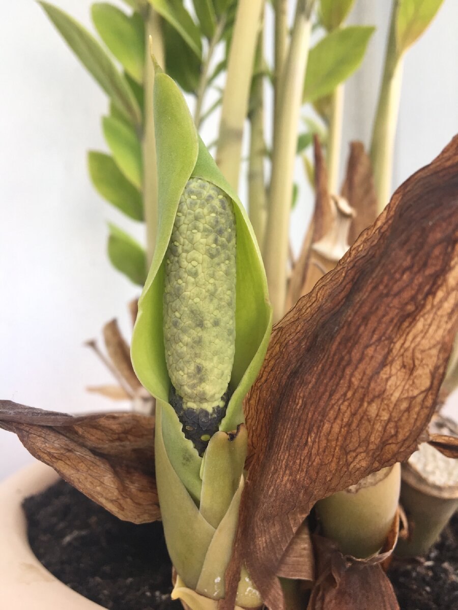 Замиокулькас росток