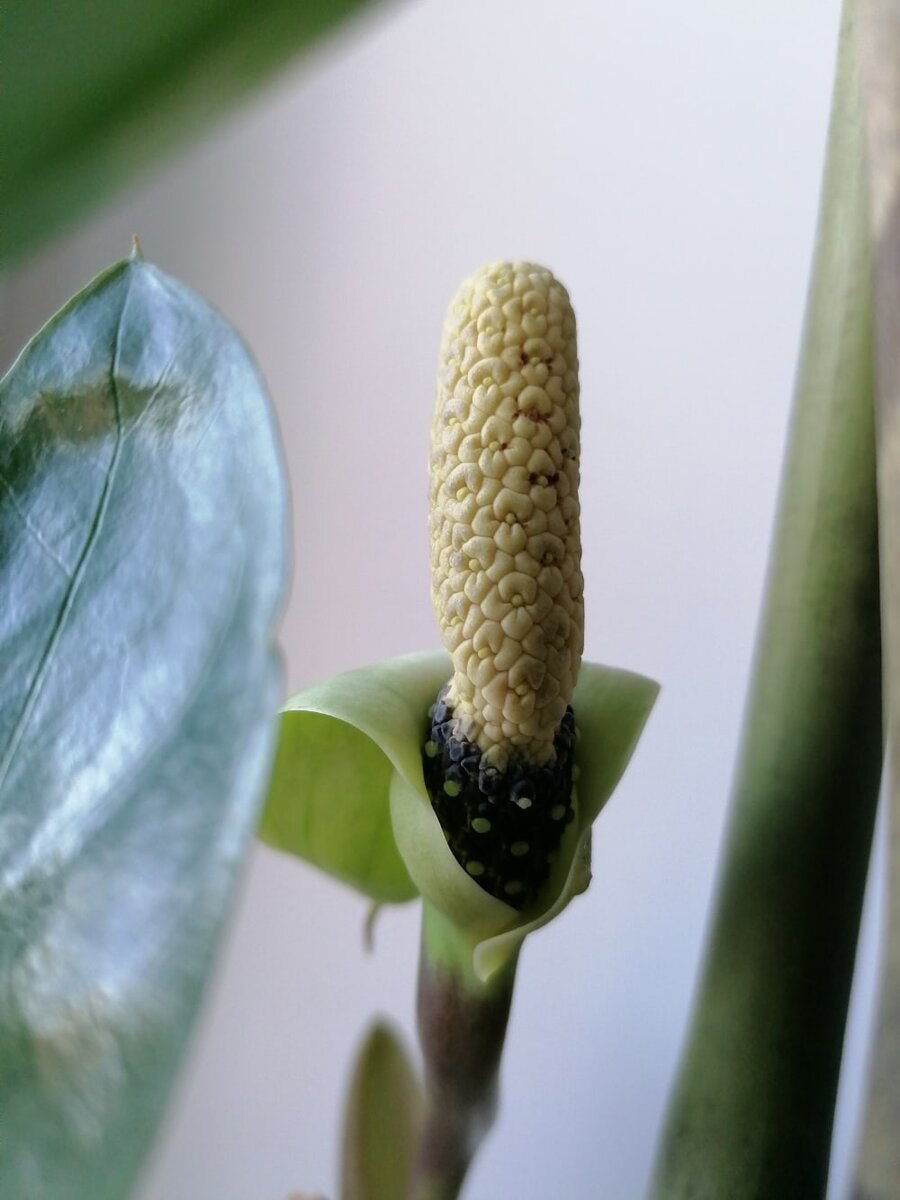 Замиокулькас побеги