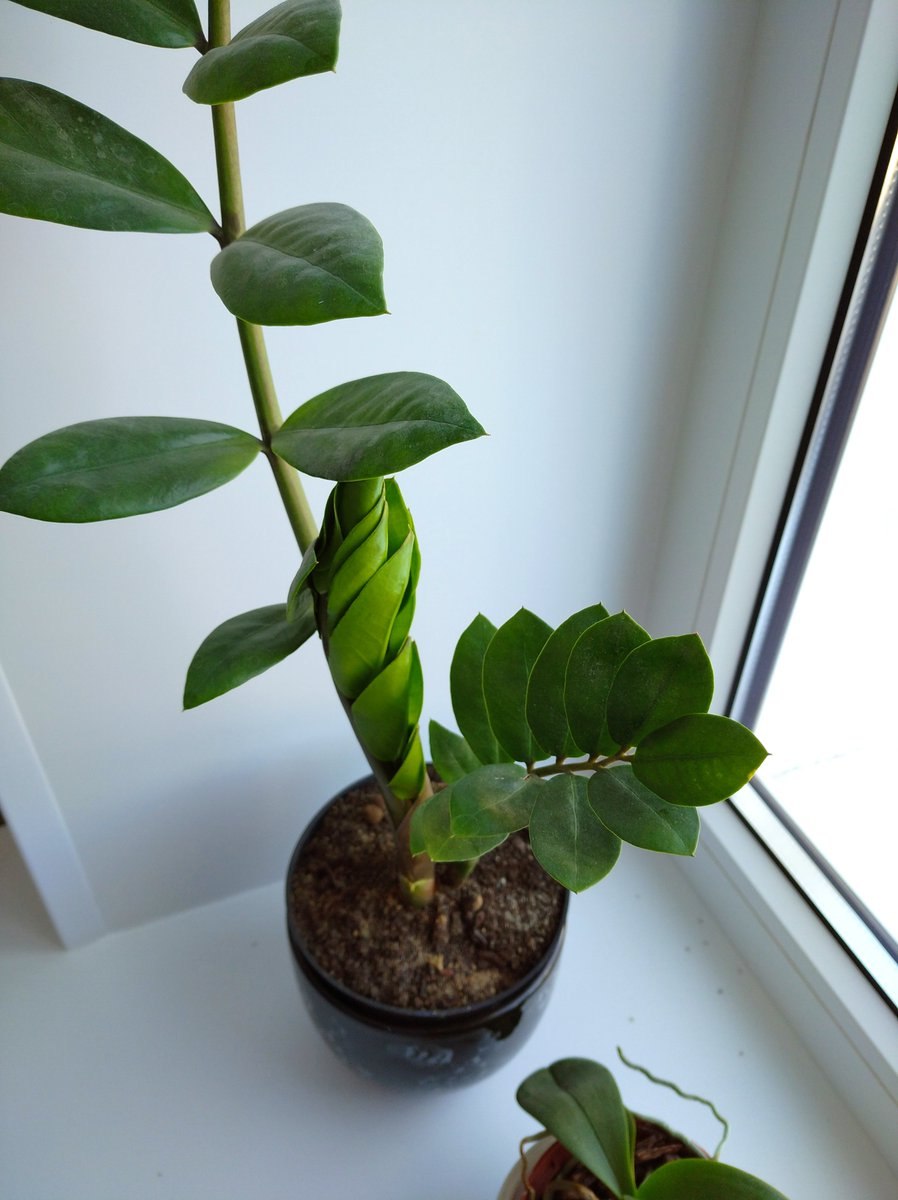 Замиокулькас рассада