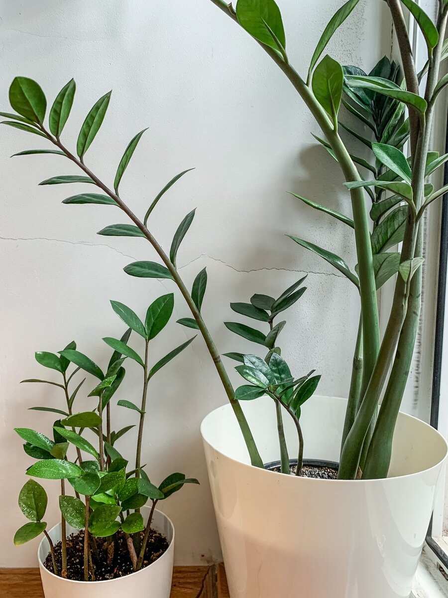 Замиокулькас цветок корни