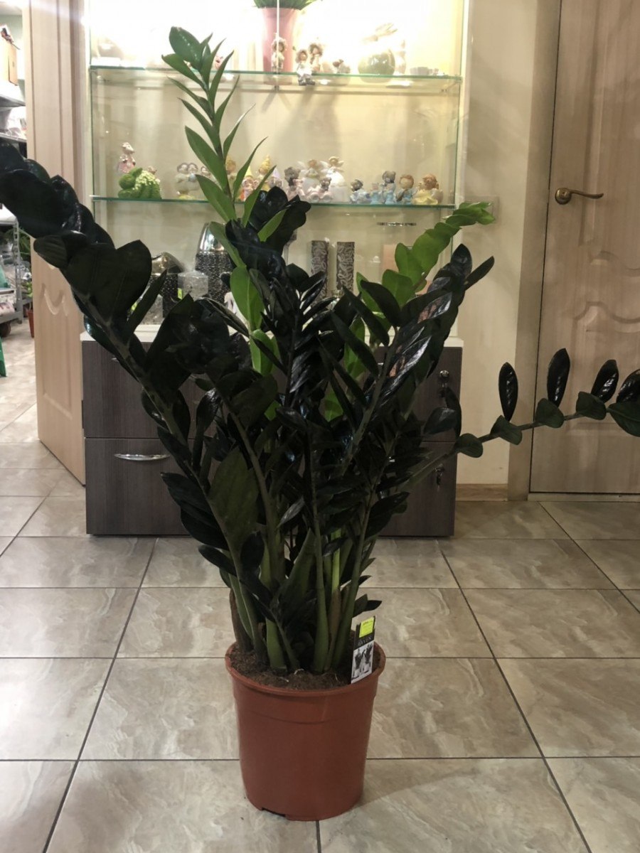 Zamioculcas Raven 3+