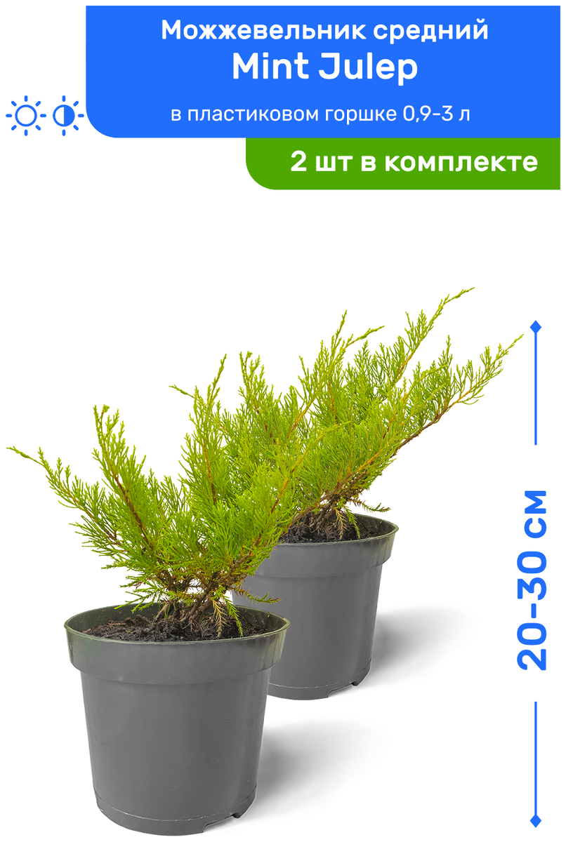 Можжевельник минт джулеп