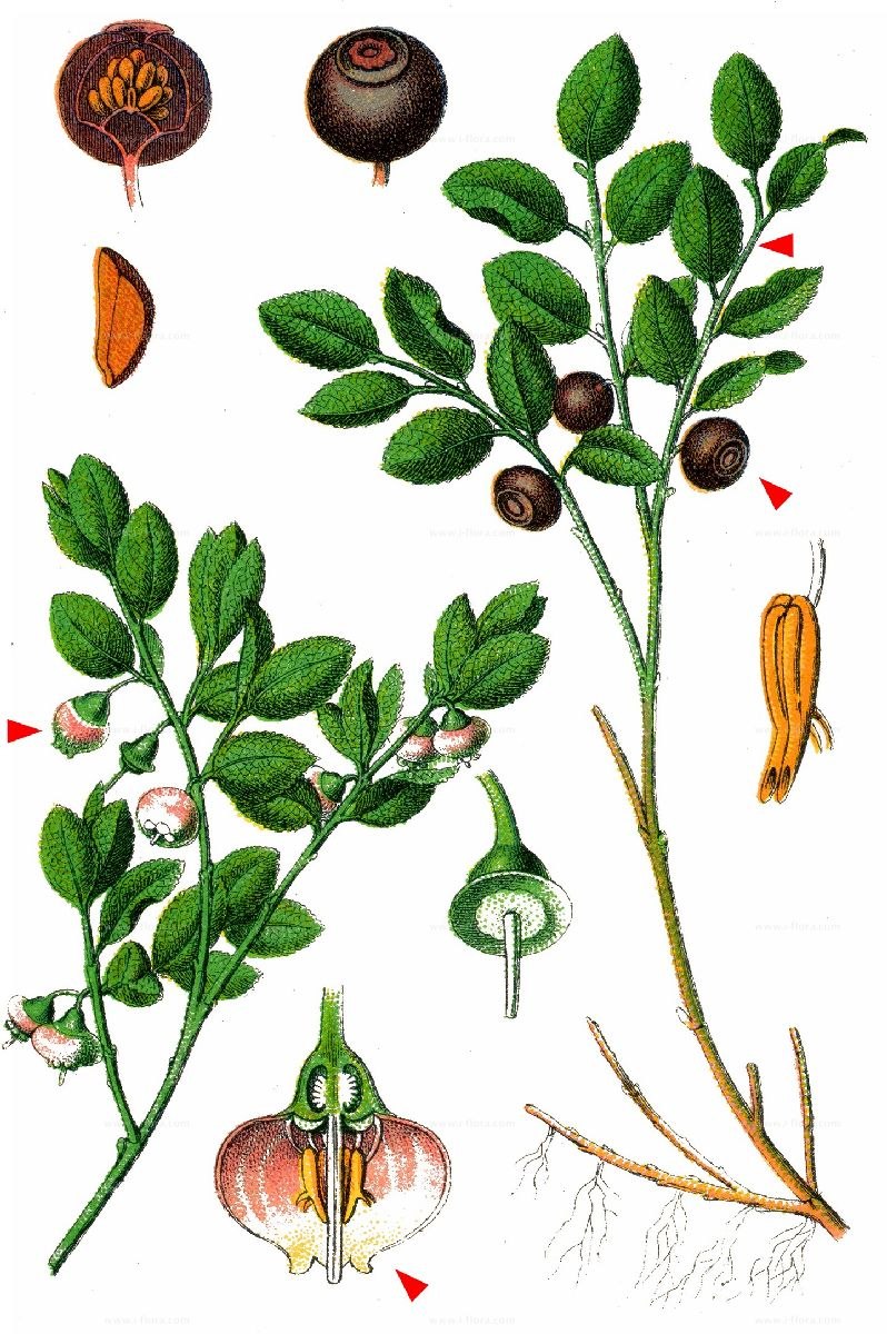 Черника обыкновенная Фармакогнозия