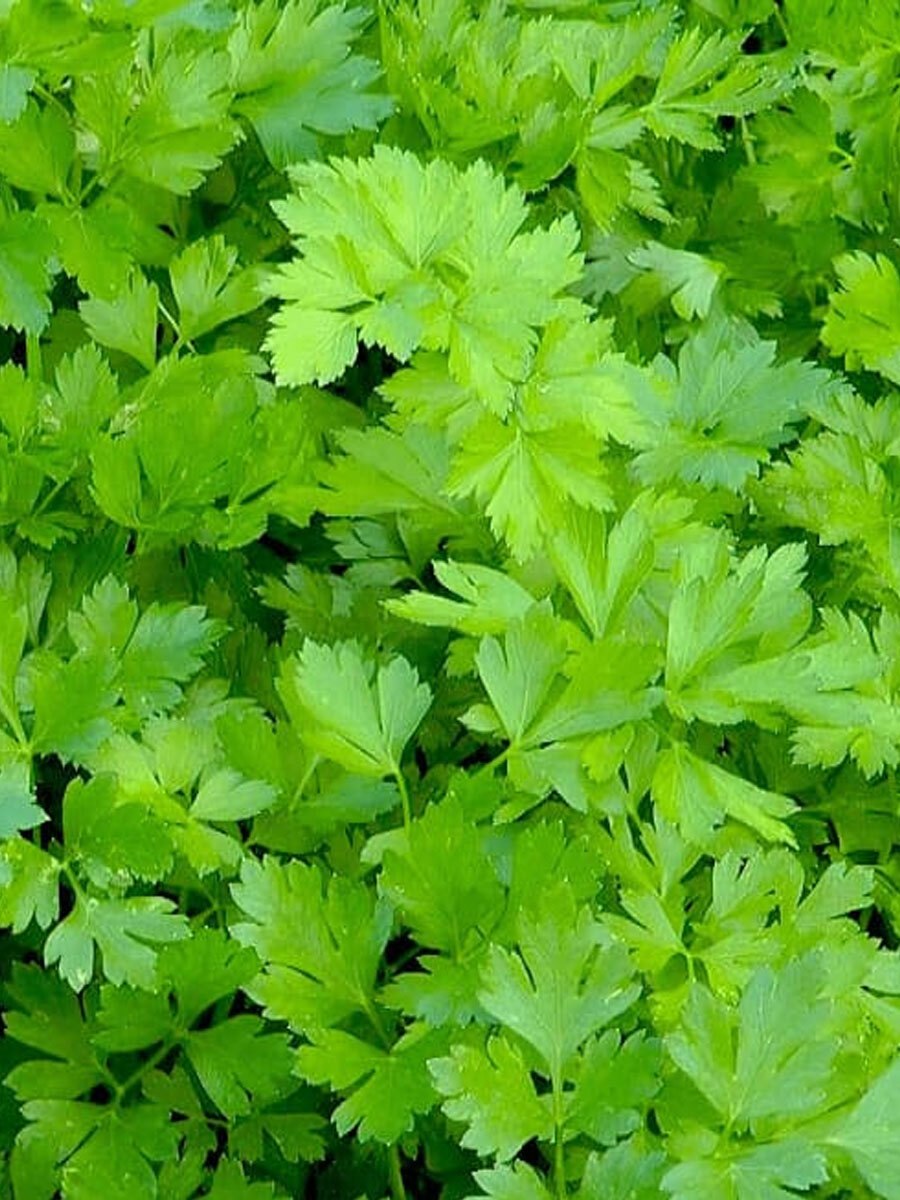 Пряная трава Любисток