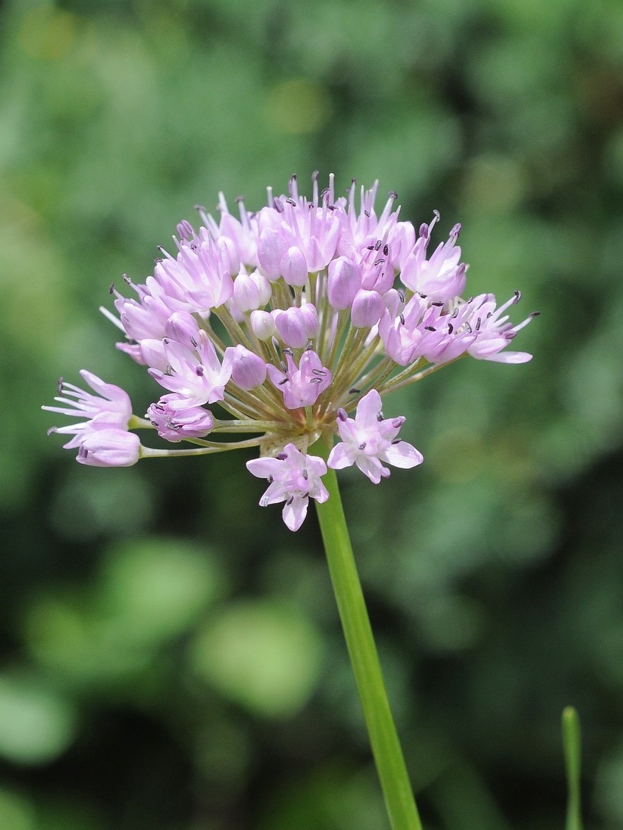 Лук стареющий (Allium senescens)