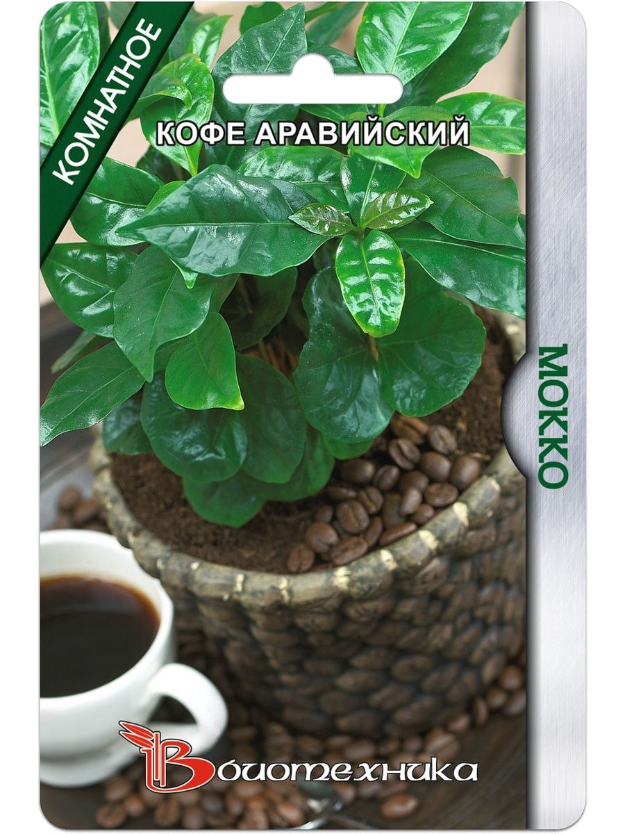 Аравийский кофе цветок