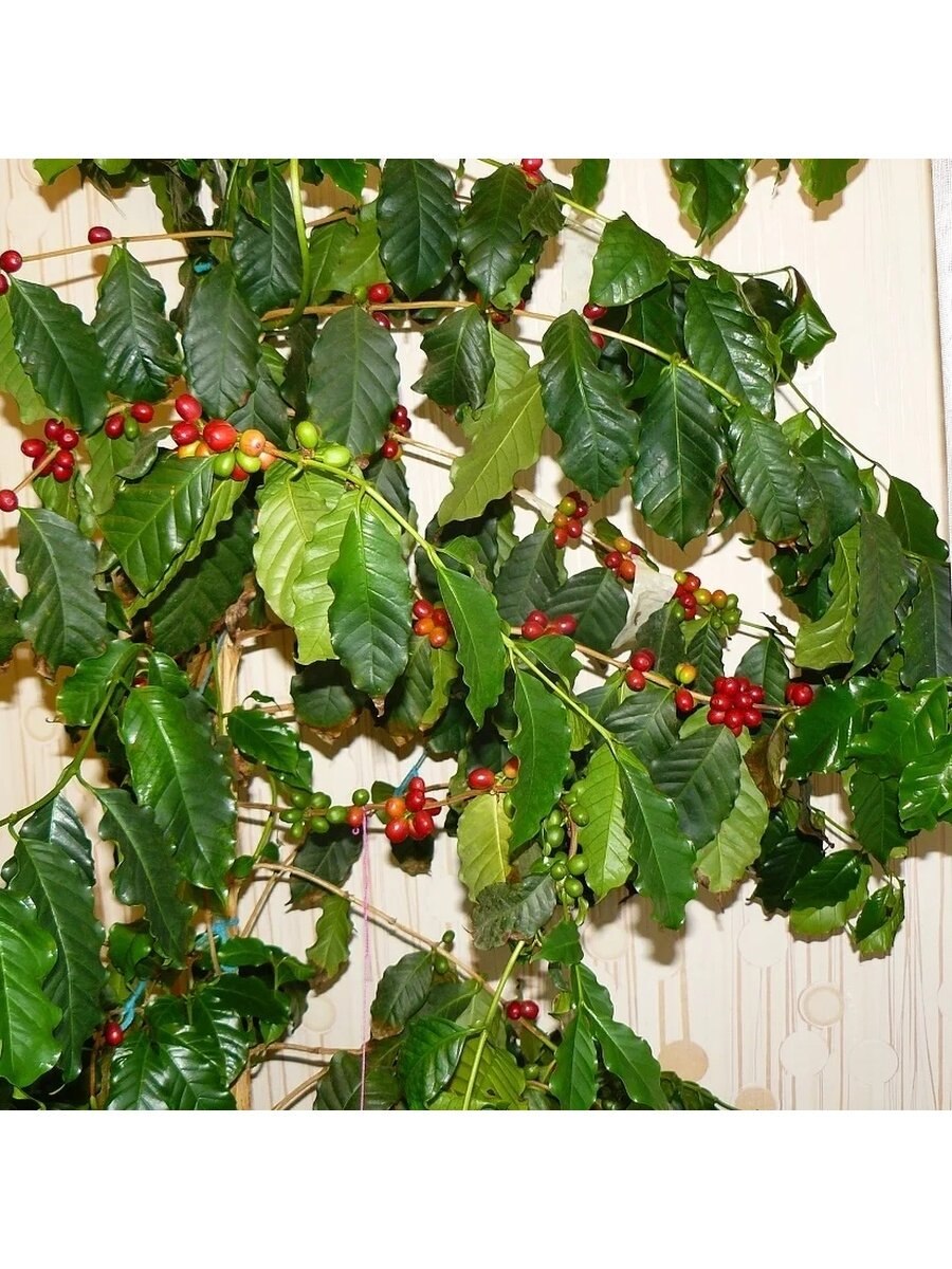 Кофейное дерево (Coffea)