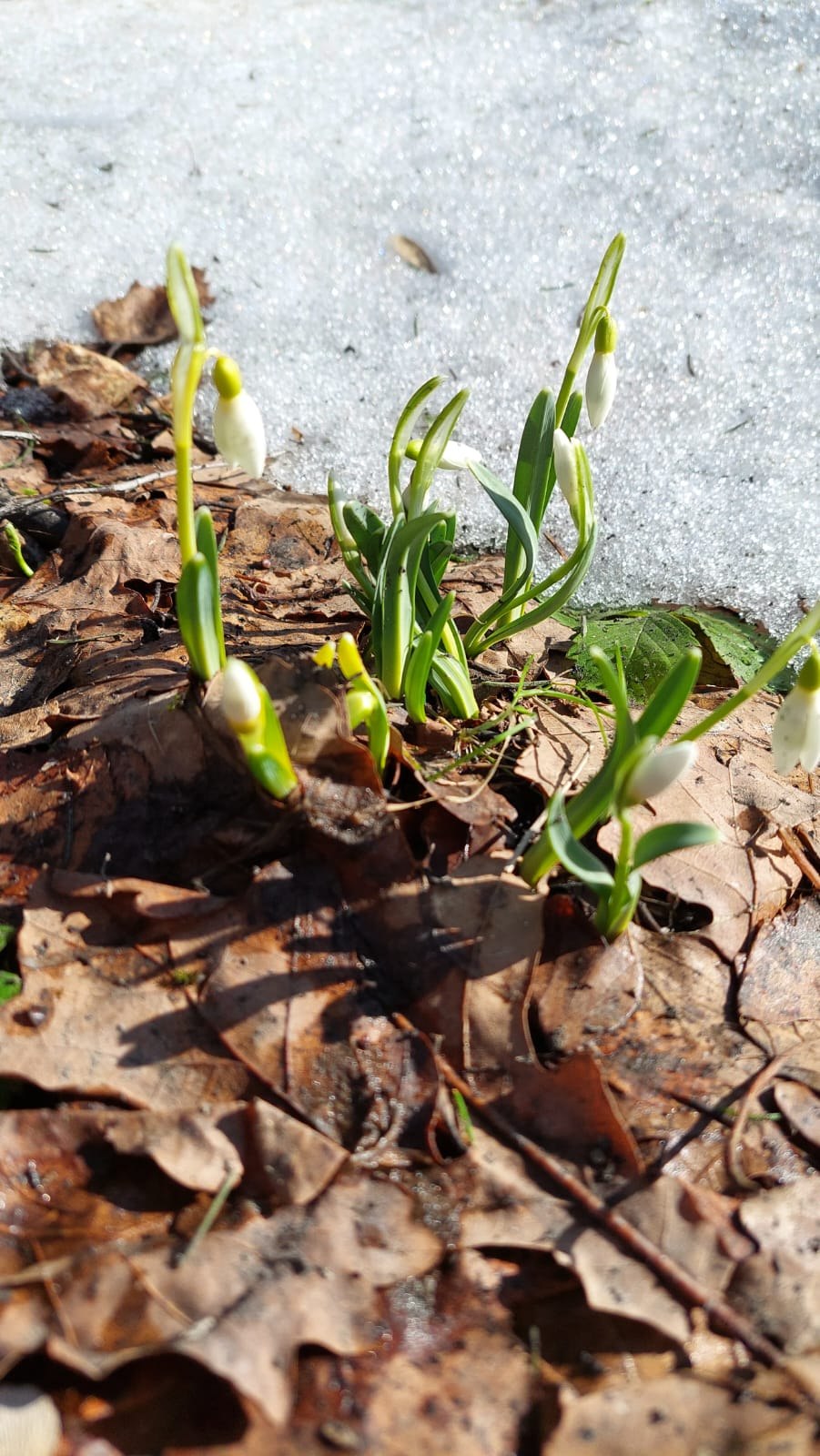 Flower girls Пульсатилла