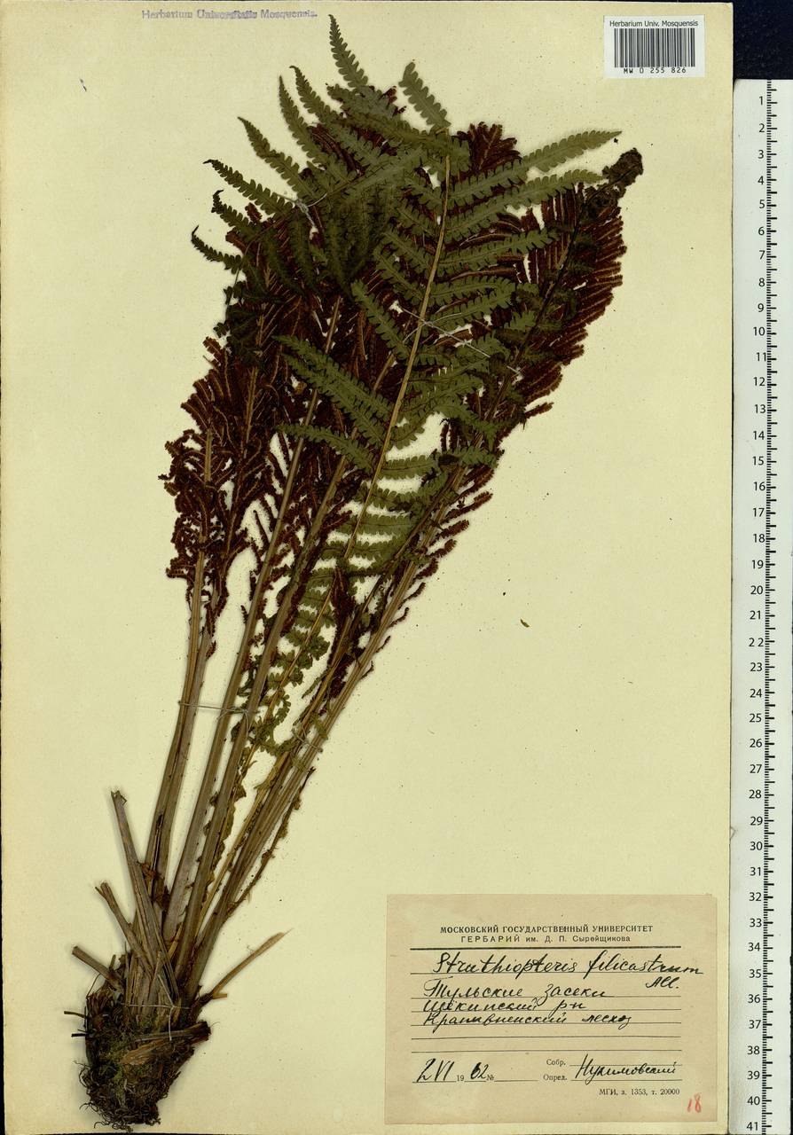 Страусник обыкновенный (Matteuccia struthiopteris)
