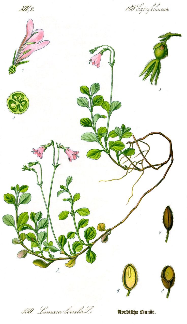 Линнея Северная