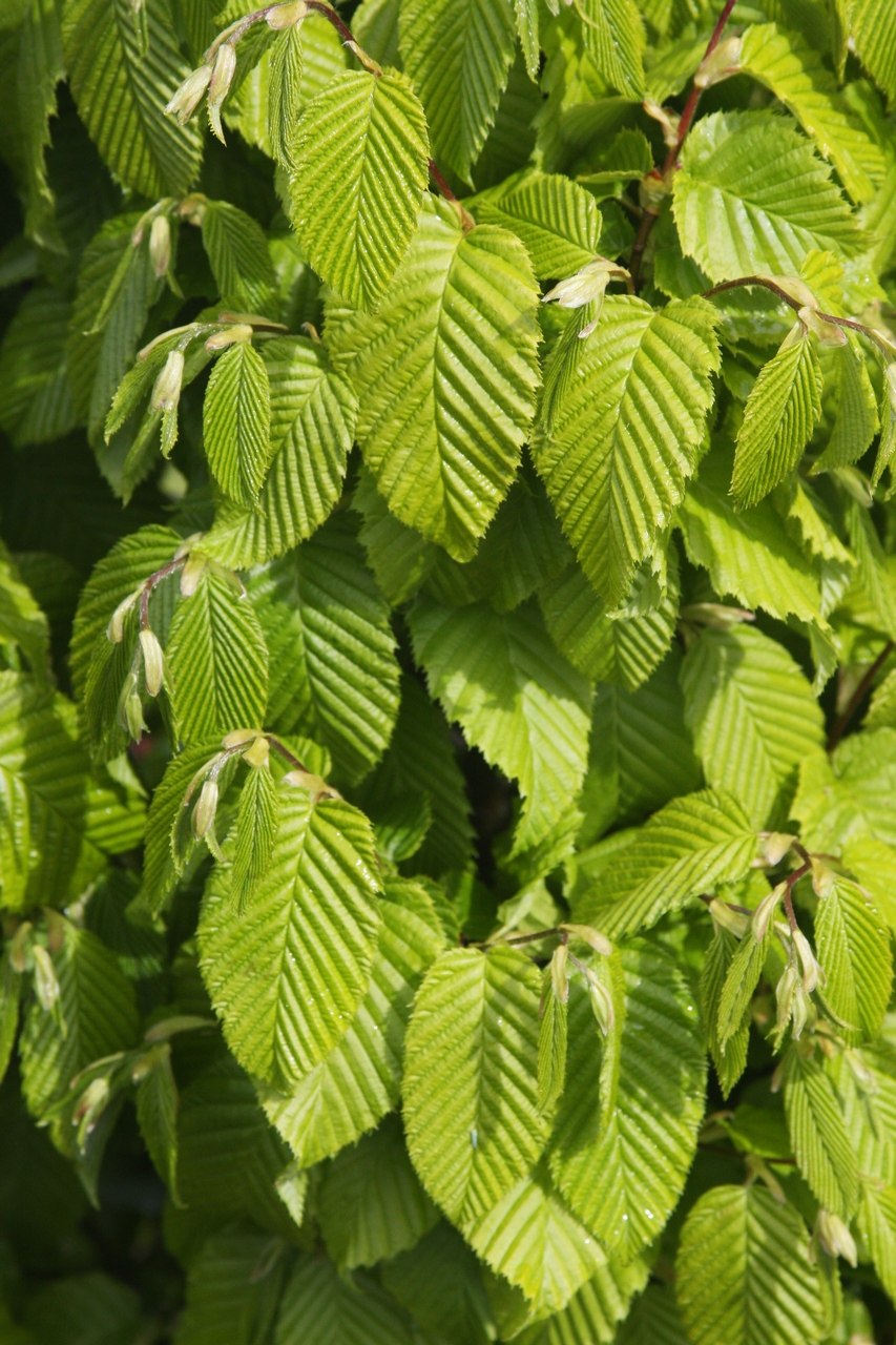 Граб обыкновенный Carpinus betulus плод