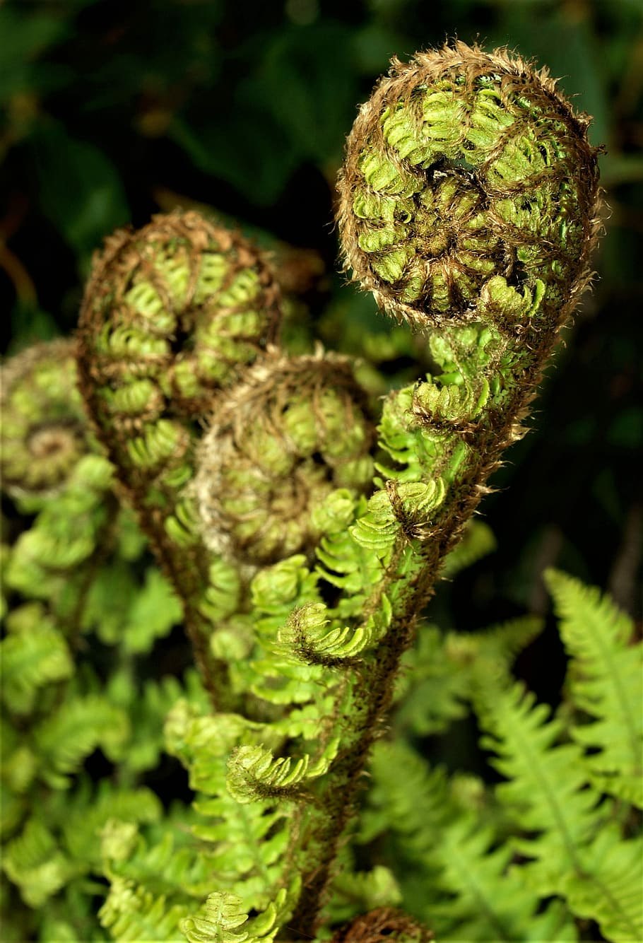 Dryopteris stewartii