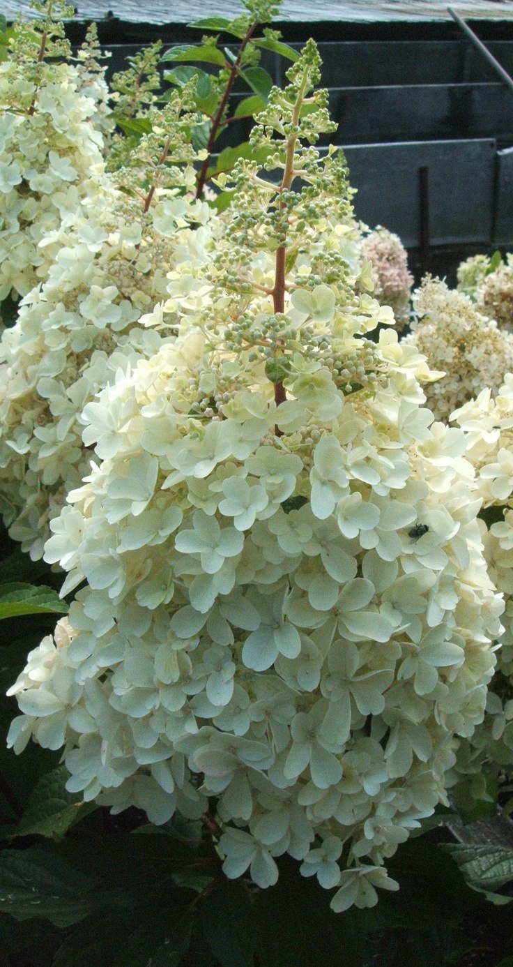 Гортензия метельчатая Limelight