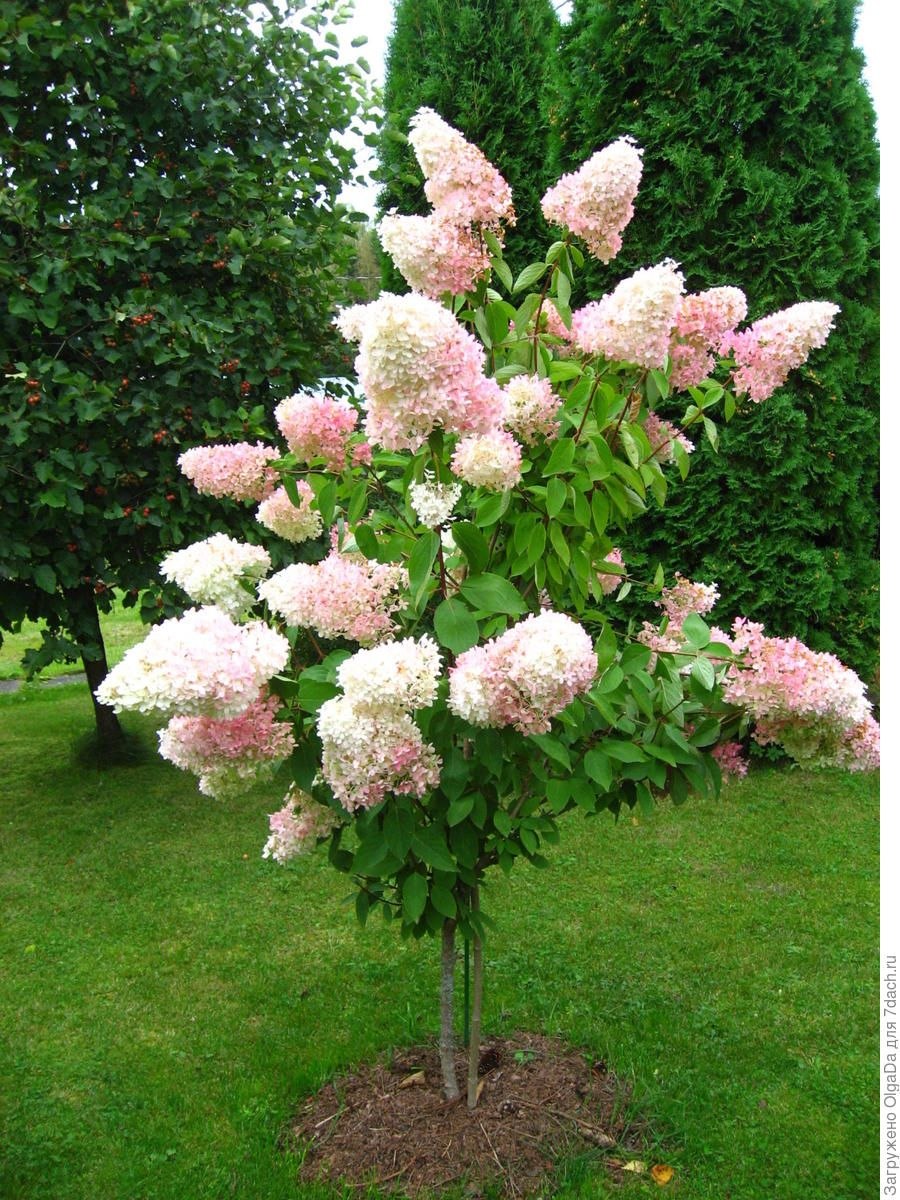 Гортензия метельчатая Лаймлайт на штамбе